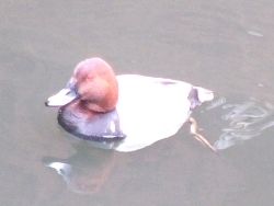 写真:ホシハジロ