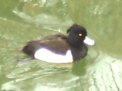 写真:キンクロハジロ