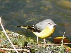 写真:キセキレイ