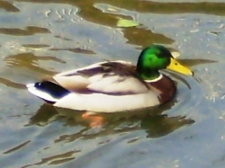 写真:マガモ