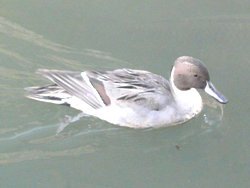 写真:オナガガモ