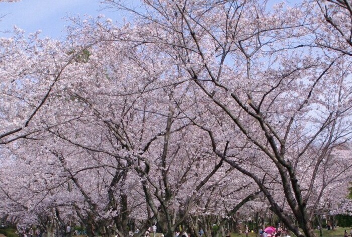 写真：桜の園