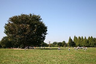 写真：庄内緑地シンボルツリー