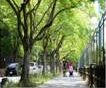 写真：街路樹の役割、歴史など街路樹について