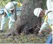 写真：剪定、除草、診断、根上り修繕、病害虫防除の方針など街路樹の維持管理について