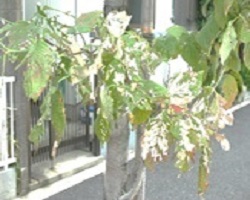 写真:病虫害の葉