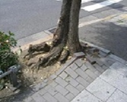 写真:根上がりの様子