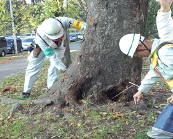 写真:街路樹診断の様子