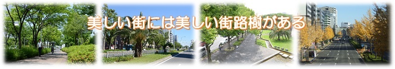 美しい街には美しい街路樹がある