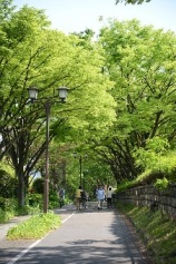 写真:大津町線のケヤキなどの並木