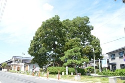 写真:笠寺旧東海道一里塚のエノキ