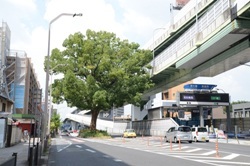 写真:国道41号のクスノキ