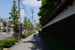写真:徳川園界隈のイヌマキ並木