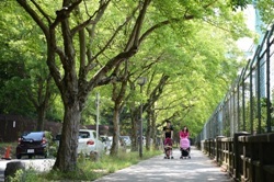 写真:東山一万歩コースのトウカエデの並木