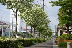 写真:なんじゃもんじゃ(ヒトツバタゴの並木)