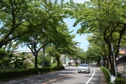 写真:天白植田線のソメイヨシノの並木