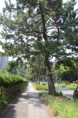 写真:二ノ丸の松並木
