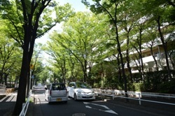 写真:神宮東のケヤキの並木