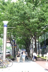 写真:広小路通のケヤキの並木