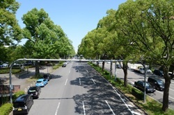 写真:名古屋城南側のユリノキ・クスノキの並木