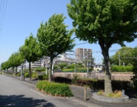 写真:街路樹の現状