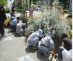 写真：街路樹愛護会、落ち葉清掃のお願い、渇水時の水やりのお願いなど、街路樹愛護のお願いについて