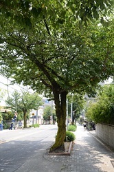 写真:渇水時の水やりのお願い