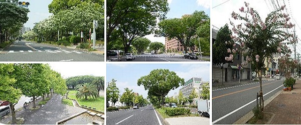 写真：様々な街路樹