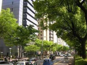 写真:久屋大通のケヤキとクスノキの並木(中区)