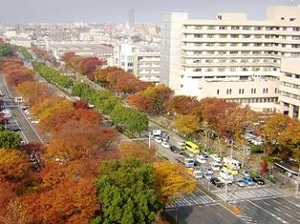 写真:大津通のケヤキとクスノキの並木(中区)