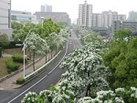 写真:並木道イメージ