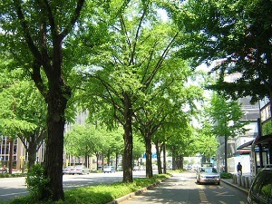 写真:桜通りのイチョウ並木