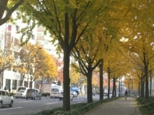 写真:若宮大通のトウカエデとイチョウの並木(中区)