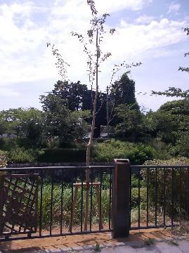 写真：植え替え完了