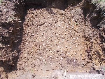 写真：施肥の様子1