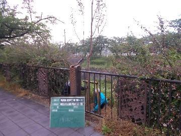 写真：植え替えの様子1