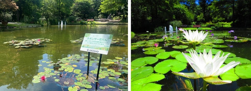 写真:久屋大通庭園フラリエ夏のウォーターガーデン