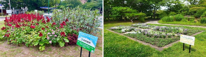 写真:鶴舞公園花壇 正面入口・緑化センター前