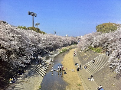 写真：山崎川のサクラ