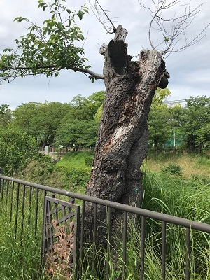 写真：衰弱サクラ