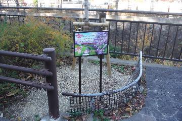 写真：上流側看板