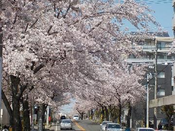 写真：藤が丘のさくら並木（名東区）