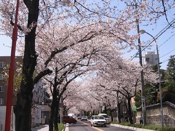 写真：汐路桜ロード（瑞穂区）