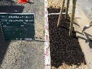 写真：マルチングの様子