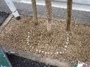 写真：施肥の様子