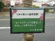 写真：看板（名東区 ソメイヨシノ）