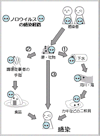 イラスト：ノロウイルスの感染経路