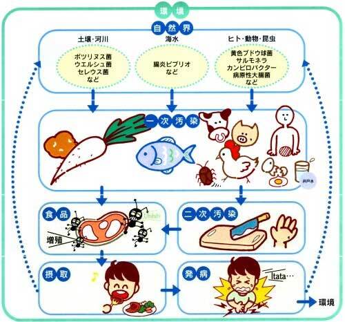 イラスト：食中毒菌の感染経路図