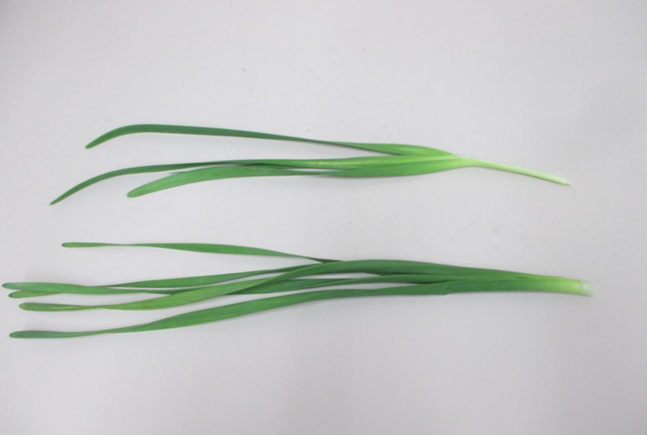 写真：ニラとスイセン