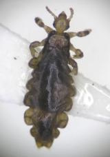 写真:アタマジラミの成虫